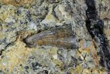 Fossil Crocodile Tooth In Rock - Aguja Formation, Texas #88723-3